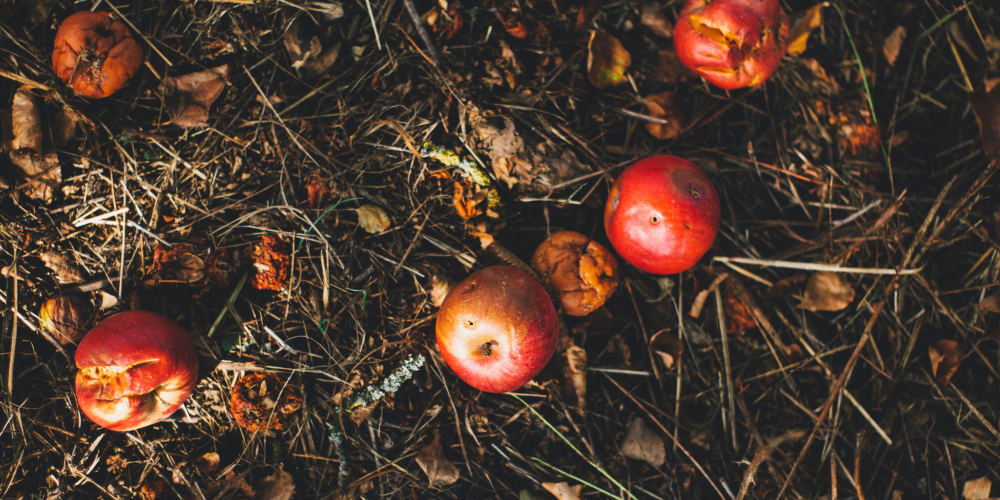 Apple decompose in a compost pile.